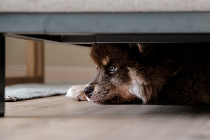 Dog comfortably resting under a bed, illustrating canine sleeping habits explained by vets. Dog comfortably resting under a bed, illustrating canine sleeping habits explained by vets.