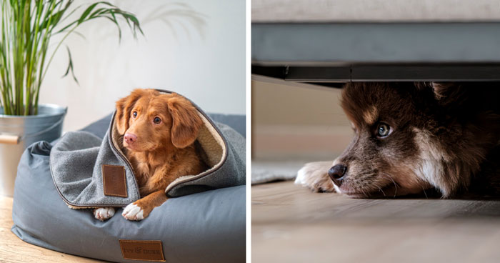 Why Does My Dog Sleep Under My Bed? Vet Explanation
