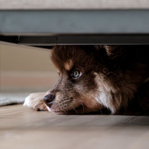 Why Does My Dog Sleep Under My Bed? Vet Explanation