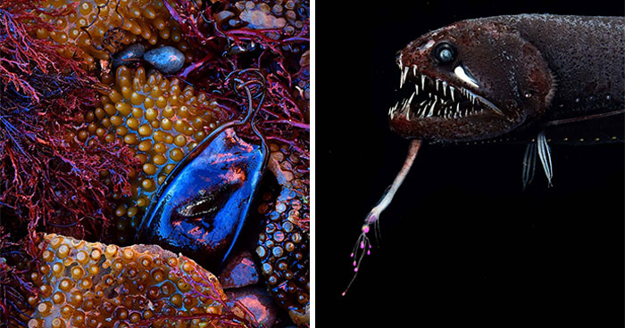 The German Society For Nature Photography Has Chosen The Best Wildlife Photographs In Europe (30 Pics)