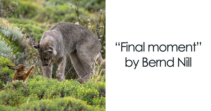 The German Society For Nature Photography Has Chosen The Best Wildlife Photographs In Europe (30 Pics)