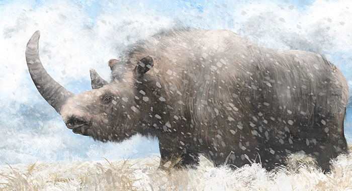 Scientists Bring Wooly Rhinoceros Back To Life With The Help of Prehistoric Fecal Matter