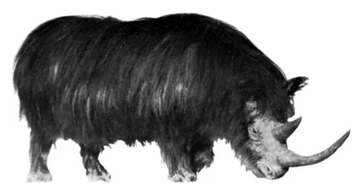 Scientists Bring Wooly Rhinoceros Back To Life With The Help of Prehistoric Fecal Matter