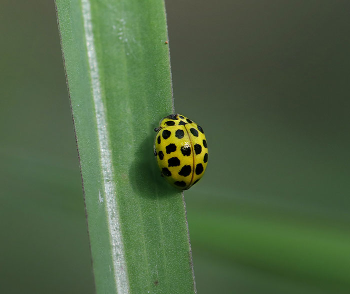 Small yellow ladybird on a stemp 