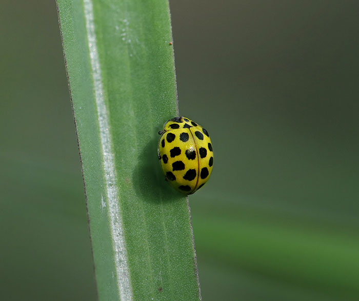 Small yellow ladybird on a stemp Small yellow ladybird on a stemp