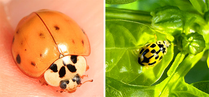 Asian lady beetle and Small yellow ladybug on a plant Asian lady beetle and Small yellow ladybug on a plant