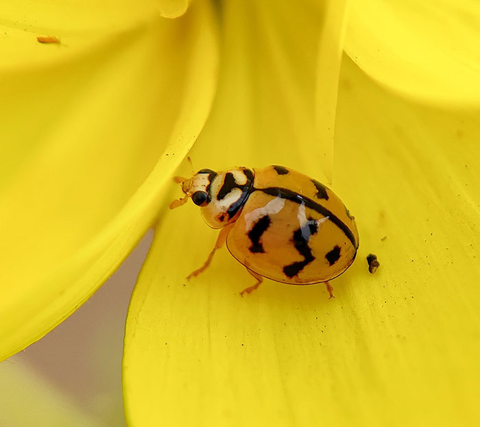 Yellow ladybug on a yellow leaf