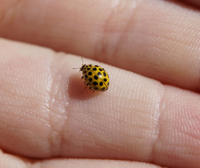 Small yellow ladybug in human hand