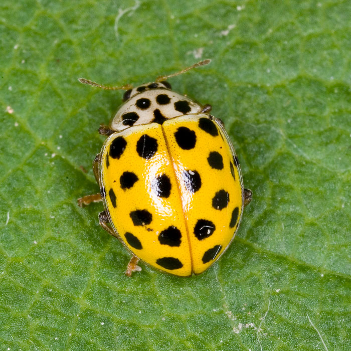 22 spotted yellow ladybug on a leaf