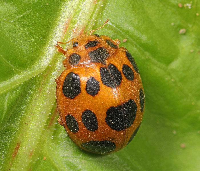 Squash lady beetle on a leaf Squash lady beetle on a leaf