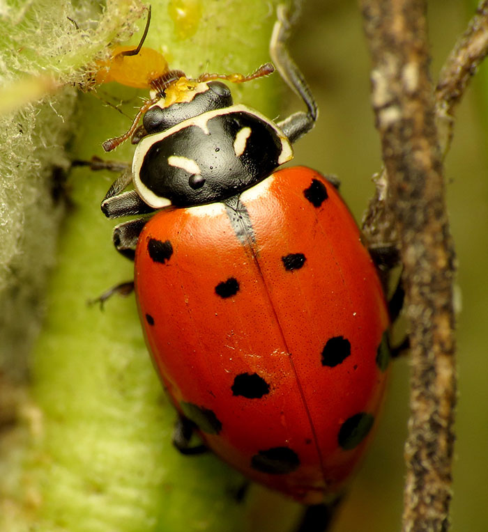 Convergent lady beetle on a stemp