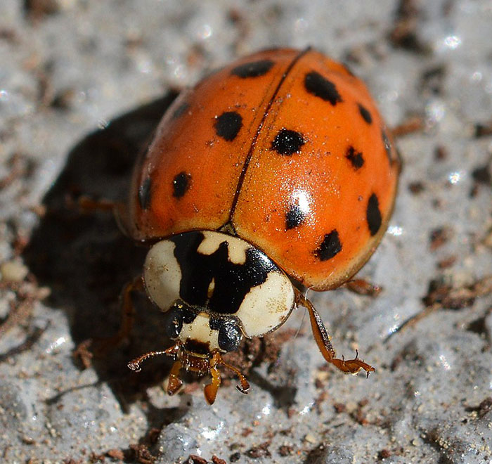 Asian lady beetle on ground 
