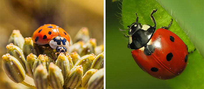 Asian ladybug on a flower and Red ladybug on a leaf Asian ladybug on a flower and Red ladybug on a leaf