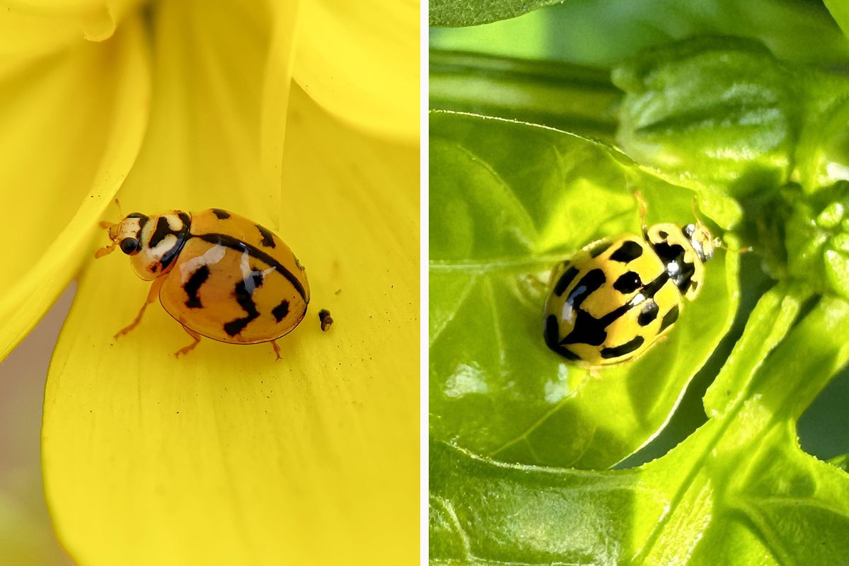 Everything You Need to Know About Yellow Ladybug Bored Panda