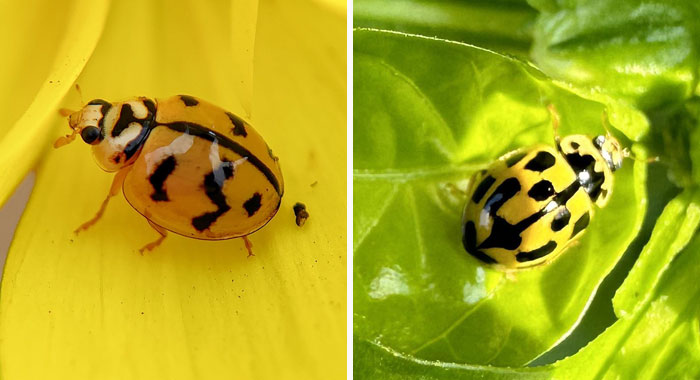 Everything You Need to Know About Yellow Ladybug