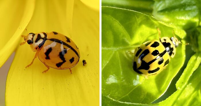 Everything You Need to Know About Yellow Ladybug