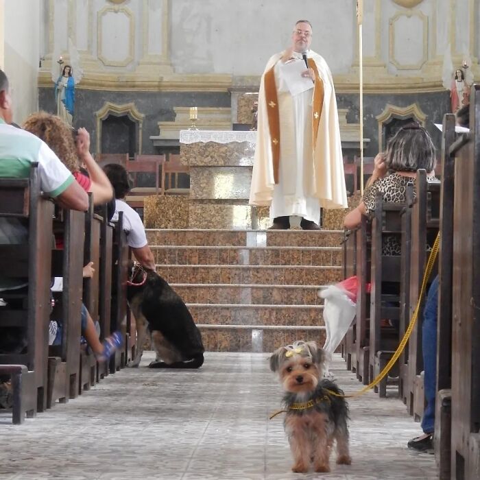 This Loving Priest Continues To Collect Stray Dogs At His Church, Encouraging People To Adopt Them