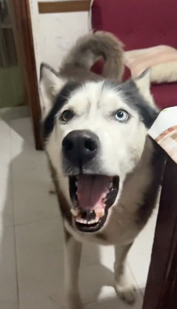 Dog Barks In Italian Accent To Sound Just Like His Owner