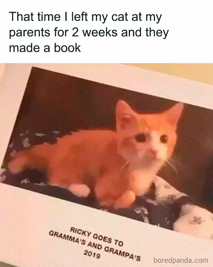 That Time I Left My Cat At My Parents For 2 Weeks And They Made A Book
