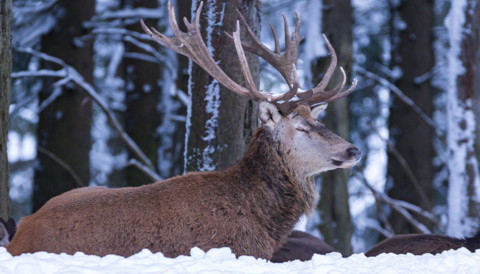 Reindeer Found On Suffolk’s A-Road After Running Away From ‘Santa’s Grotto’ Attraction