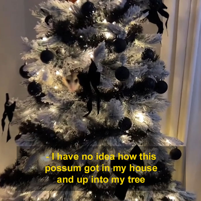Jolly Wild Possum Discovered In Texas Woman’s Christmas Tree After It Sneezes Jolly Wild Possum Discovered In Texas Woman’s Christmas Tree After It Sneezes