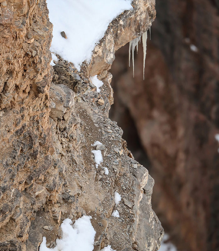 “I’m Losing My Mind”: People Go Crazy Trying To Spot The Snow Leopard Hidden In This Photo