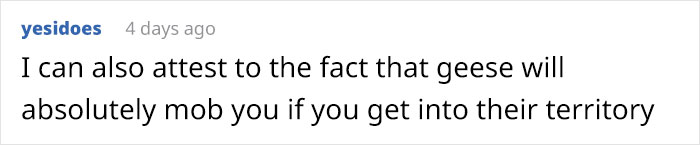 Brazilian Prison Uses Instinctively Protective “Geese Agents” To Ensure Inmates Don’t Escape Brazilian Prison Uses Instinctively Protective “Geese Agents” To Ensure Inmates Don’t Escape