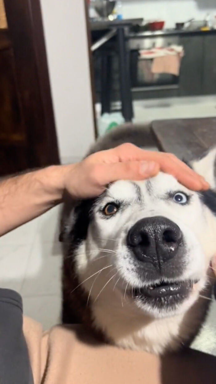 Dog Barks In Italian Accent To Sound Just Like His Owner