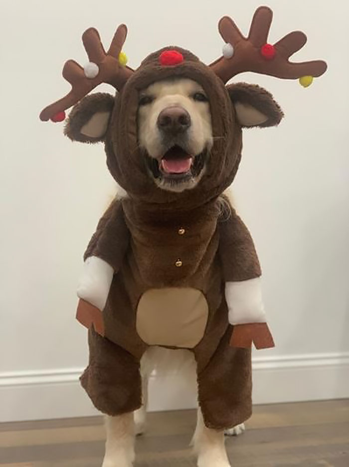 Gift Your Furry Friend A Reindeer Costume – Adding A Touch Of Holiday Magic To Your Pet's Wardrobe!