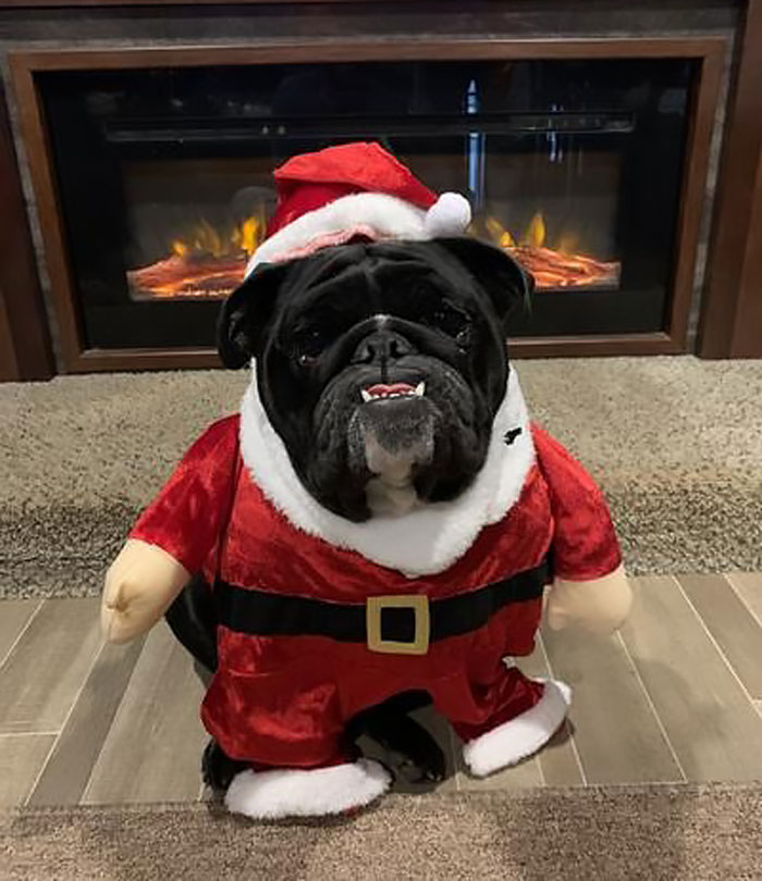 Experience The Magic Of Christmas With Your Pet In A Front Walking Santa Costume – Who Said 'Santa Paws' Doesn’t Exist?