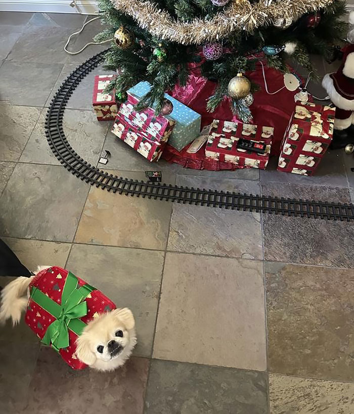 Wrap Up The Holidays With The Holiday Giftbox Dog & Cat Costume – Because Pets Are The 'Purr-Fect' Presents!