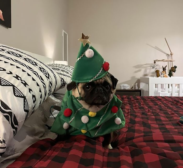Turn Your Furry Friend Into A Walking Holiday Spectacle – It's 'Pine' Time We Had Some Christmas Fun!
