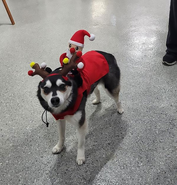 Test Santa's Sleigh-Driving Skills With The Santa Rider Dog & Cat Costume –the Sleigh Ride Just Got Ruff