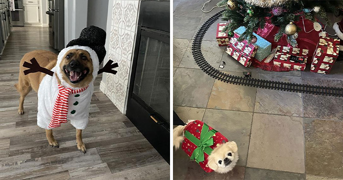 10 Best Pet Costumes to Spread Holiday Cheer