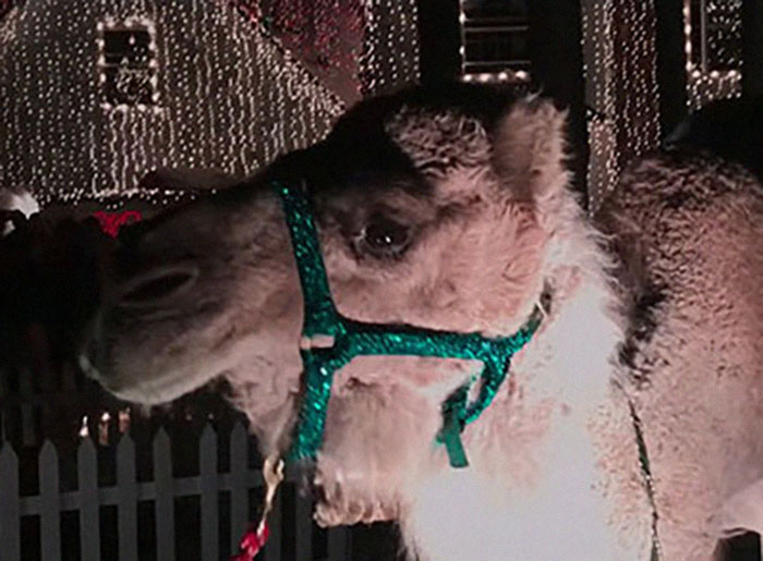 Christmas-Obsessed Lawyer Faces Disbarment Amidst Battle With Neighbors Christmas-Obsessed Lawyer Faces Disbarment Amidst Battle With Neighbors