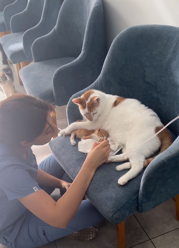 After Vet Rescued Rico As A Kitten, He’s Been Paying It Back By Taking Care Of Patients