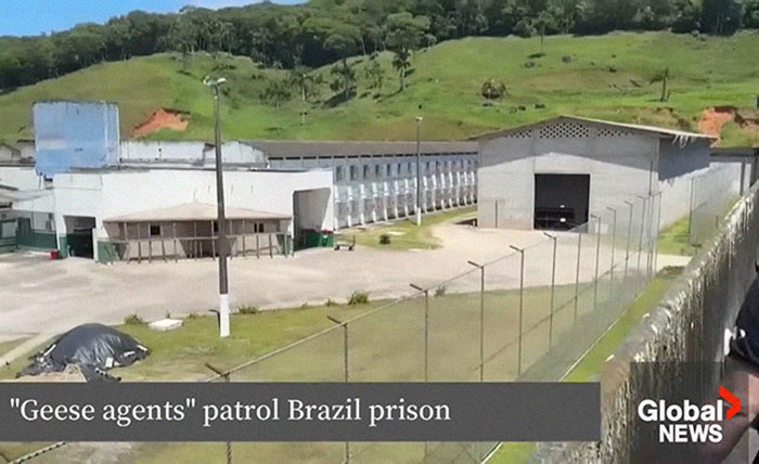 Brazilian Prison Uses Instinctively Protective “Geese Agents” To Ensure Inmates Don’t Escape Brazilian Prison Uses Instinctively Protective “Geese Agents” To Ensure Inmates Don’t Escape