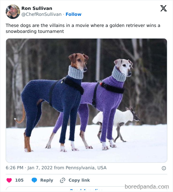 Look At Those Fancy Dogs, Thinking They Can Snowboard!