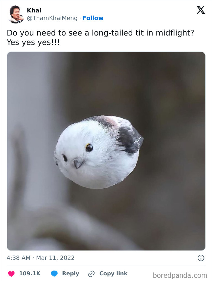 Guys Look At This Furry Ping-Pong Ball I Saw On Twitter 😭