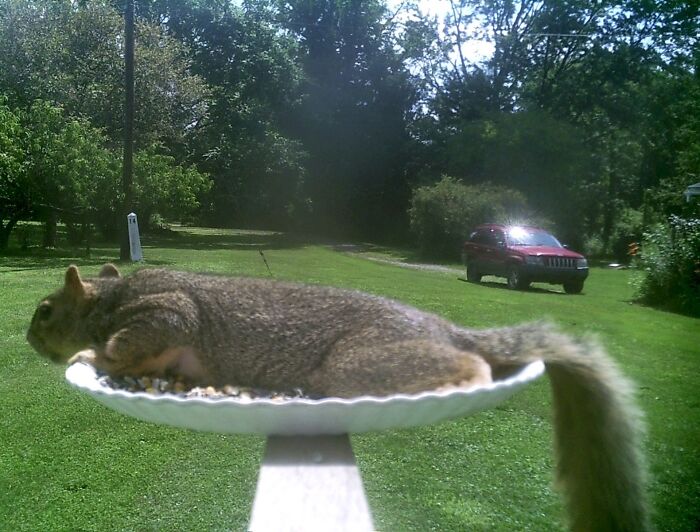 One Really Laid Back Squirrel! Or, King Of The Bird Feed