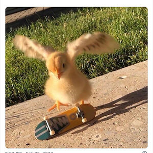 Skater Chick (he/him)