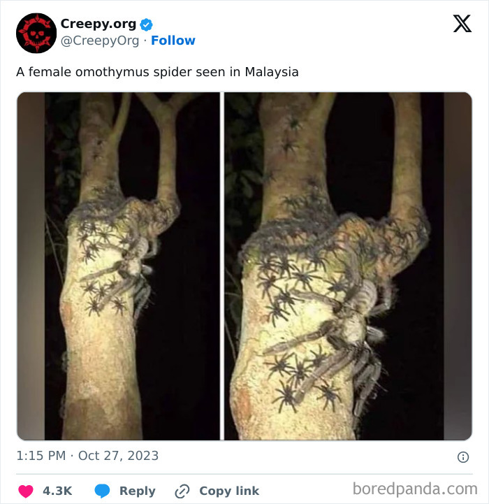 Creepy-Tweets-Stories-Pics