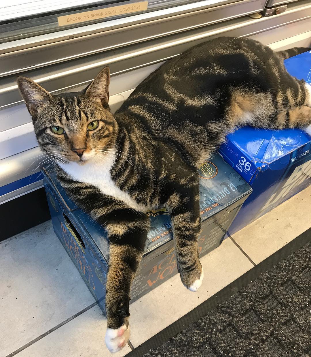 Caring For Our Furry Friends: Raising The Bar For Bodega Cat Care