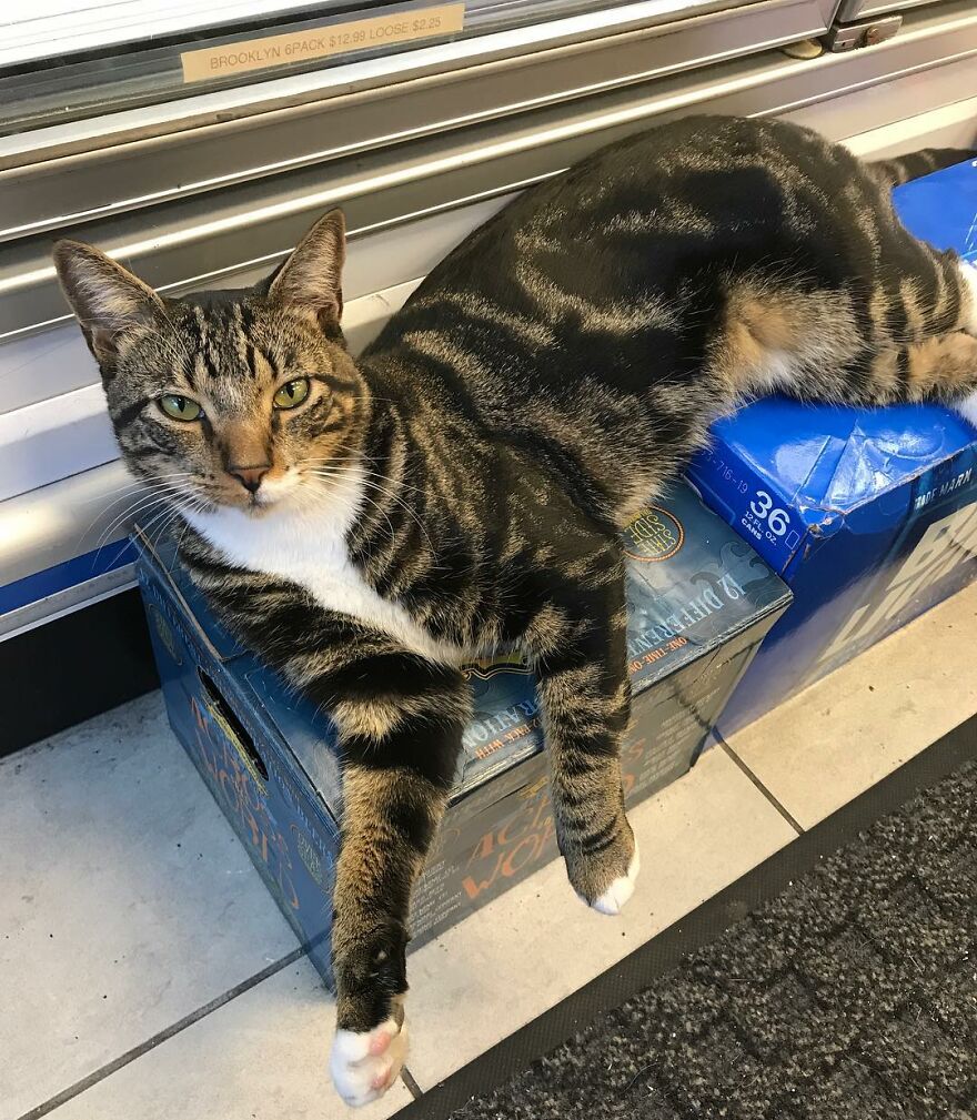 Caring For Our Furry Friends: Raising The Bar For Bodega Cat Care