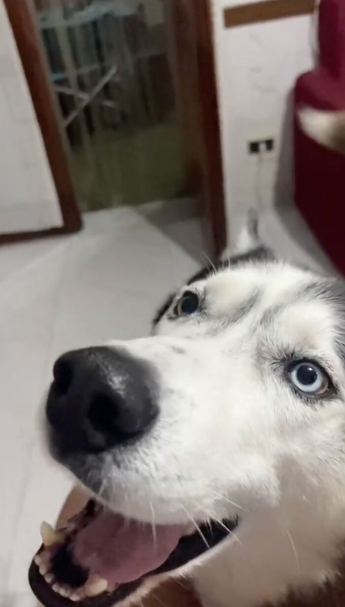 Dog Barks In Italian Accent To Sound Just Like His Owner