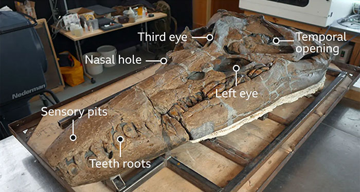 Men Discover Perfectly Preserved Skull Of Prehistoric Predator That Lived 150 Million Years Ago