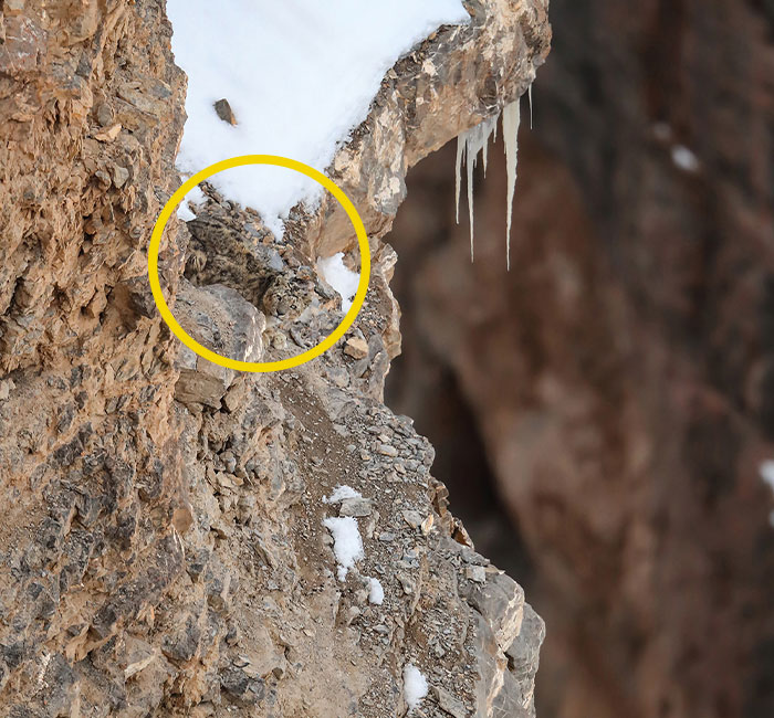 “I’m Losing My Mind”: People Go Crazy Trying To Spot The Snow Leopard Hidden In This Photo