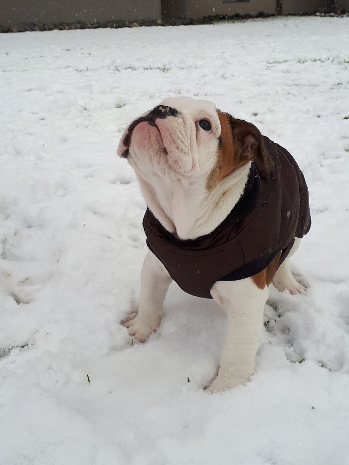 A Few Years Ago - Our Bulldogs First Snow - Looking At The Snowflakes Falling Down
