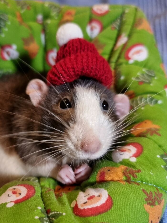 My Beautiful Dumbo Rat Topher Enjoying Every Last Moment Of Our Last Christmas Together. 💞