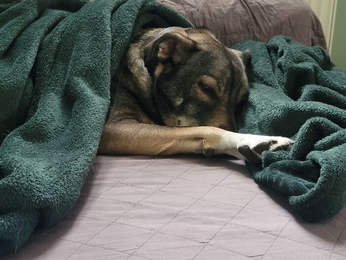Lou Loves Blankets